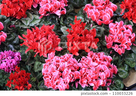 Cyclamen Christmas Flower Garden Cyclamen 110033226