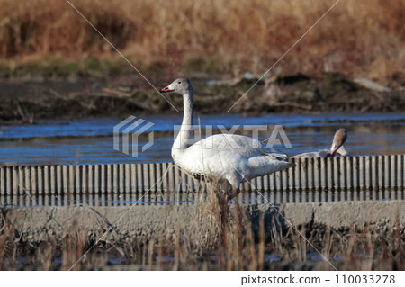Tundra swans from Siberia Tundra swans from Siberia 110033278