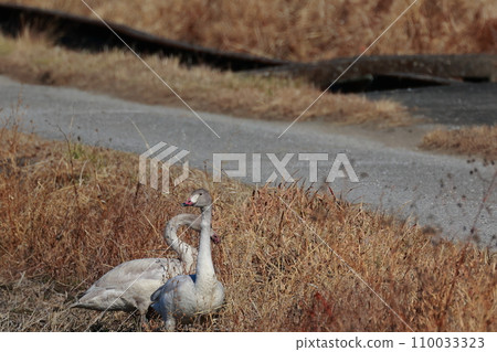 Tundra swans from Siberia Tundra swans from Siberia 110033323