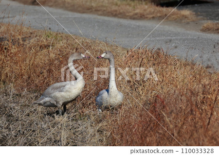 Tundra swans from Siberia 110033328