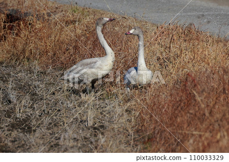 Tundra swans from Siberia 110033329