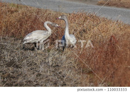 Tundra swans from Siberia Tundra swans from Siberia 110033333