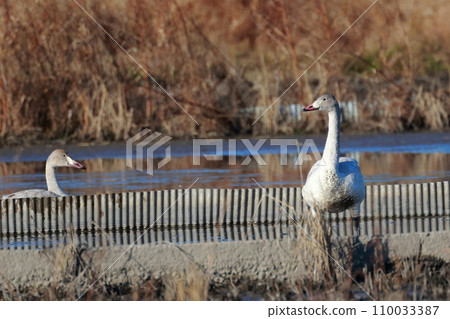 Tundra swans from Siberia Tundra swans from Siberia 110033387