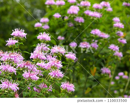 Bergamot flowers Bergamot flowers 110033500