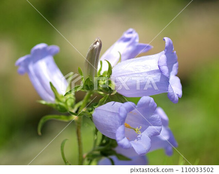 藍色風鈴花的特寫 藍色風鈴花的特寫 110033502