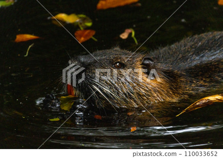 Autumn Swim, The Nutria 110033652