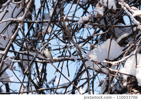 Wild bird forest 110033706