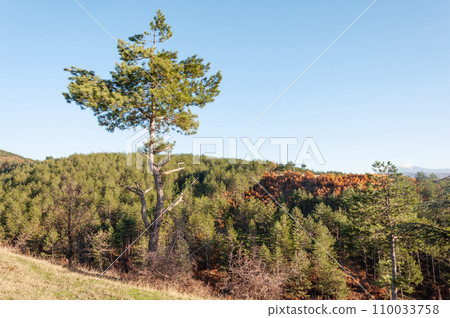 Pine tree in the mountains 110033758