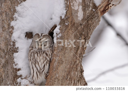 Ezo owl with eyes closed 110033816