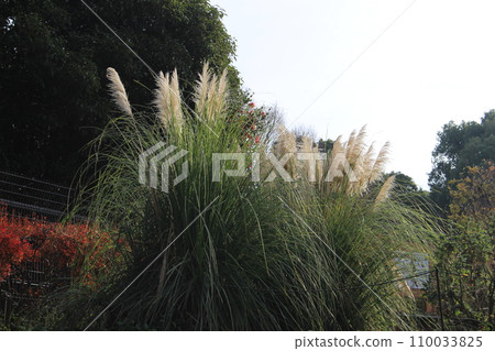 I walked in Kinuta Park I walked in Kinuta Park 110033825