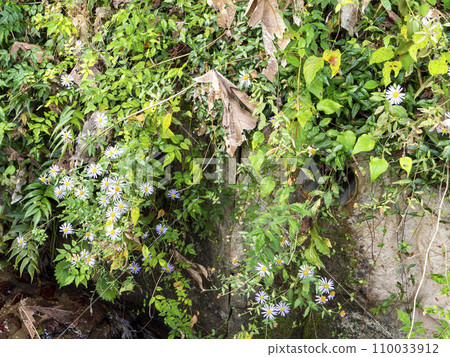 Flowers blooming in the city waterways 110033912