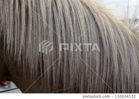 Detail of a horse harnessed to a horse carriage at the fair Detail of a horse harnessed to a horse carriage at the fair 110034132