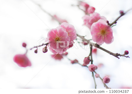 梅 梅 110034287