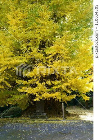 5817 Large ginkgo tree at Iwadono Kannon Shoboji Temple 110034305