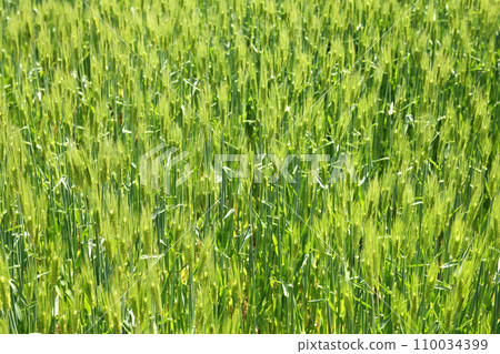 麥田 麥田 110034399