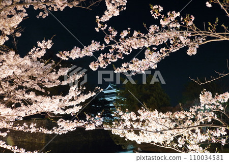 Illuminated cherry blossoms at night 110034581