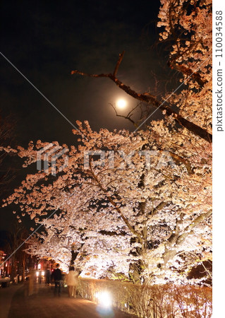 Illuminated cherry blossoms at night in spring 110034588