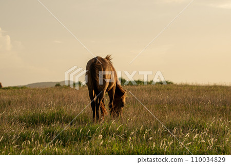 Japanese wild horses on Yonaguni Island Japanese wild horses on Yonaguni Island 110034829