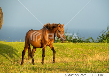 Japanese wild horses on Yonaguni Island 110034830
