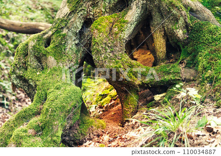 Unusual tree root covered with moss in the forest. 110034887