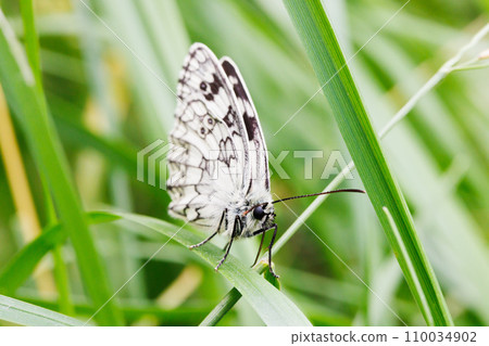 Butterfly sits on a blade of grass. 110034902