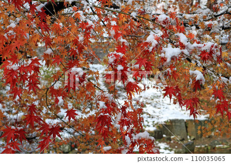 秋天的樹葉被雪覆蓋，影像 110035065