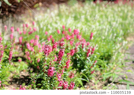 Angelonian flowers 110035139