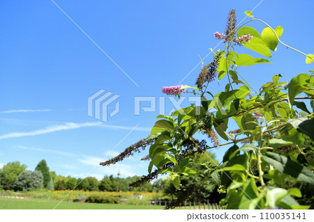Buddha flower 110035141
