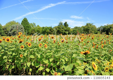 Sunflower flowers Sunflower flowers 110035143