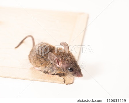 Mouse and capture sheet Mouse and capture sheet 110035239