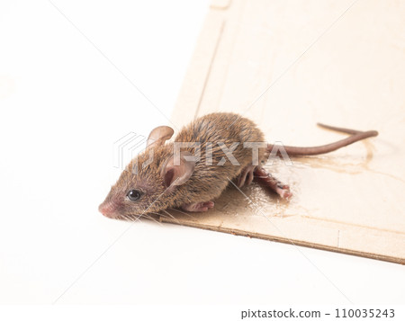 Mouse and capture sheet 110035243