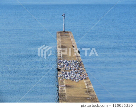 seagulls on the jetty 110035330