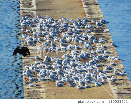 seagulls on the jetty seagulls on the jetty 110035331