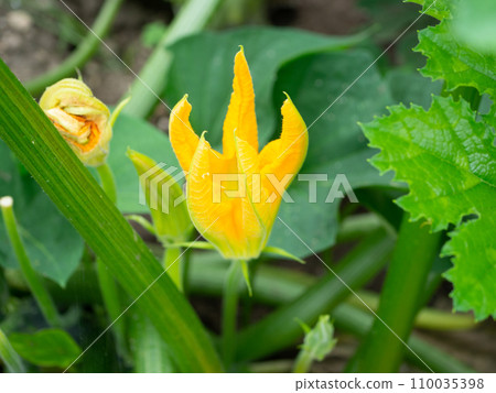 Zucchini flowers 110035398