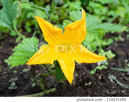 Zucchini flowers Zucchini flowers 110035399