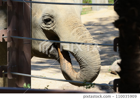 EOSR6II.山口周南,大象鼻子吃東西。 EOSR6II.山口周南,大象鼻子吃東西。 110035909
