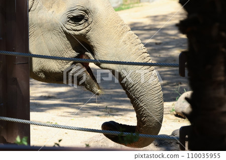 EOSR6II.Shunan Yamaguchi，張著嘴的大象輪廓。 110035955