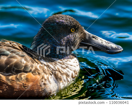 Shoebill duck swimming in a pond/lake 110036041