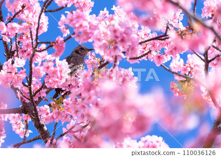Kawazu cherry blossoms and bulbuls in full bloom 110036126