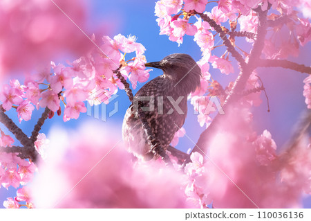 河津櫻花盛開 110036136