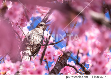 河津櫻花盛開 110036142