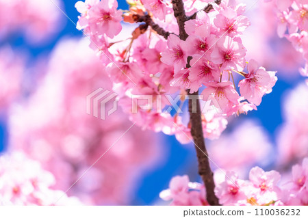 河津櫻花盛開 110036232