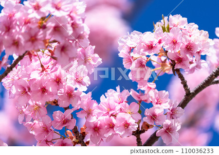 河津櫻花盛開 110036233