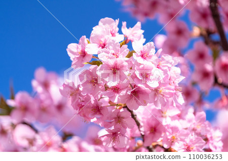 Kawazu cherry blossoms in full bloom 110036253