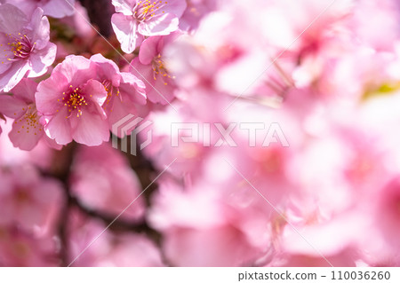 河津櫻花盛開 110036260