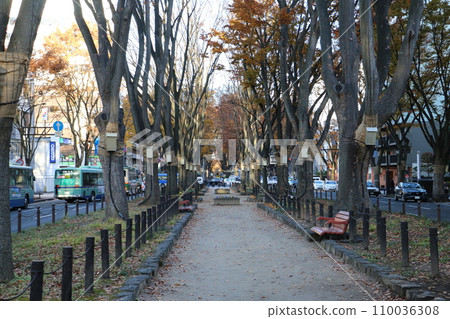 定禪寺大道兩旁種滿了美麗的櫸樹和銀杏樹 110036308