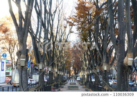 定禪寺大道兩旁種滿了美麗的櫸樹和銀杏樹 110036309