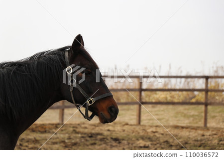 純種概況 110036572