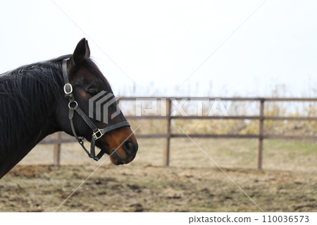 thoroughbred profile thoroughbred profile 110036573