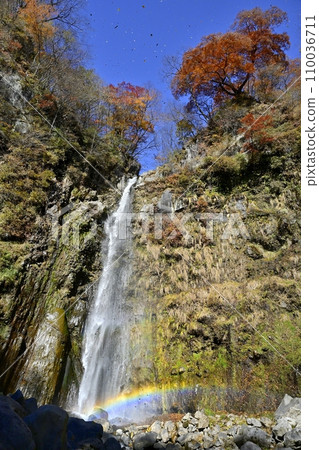 Fallen leaves are dancing at the Fudo Falls of Takizawa, which is covered with a rainbow on the south face of Mt. Akagi. 110036711